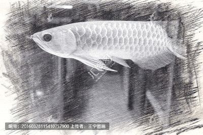 金龍魚的畫法速寫可以通過以下幾個步驟來實現(xiàn)：金龍魚的畫法：金龍魚畫法速寫可以通過以下幾個步驟來實現(xiàn)
