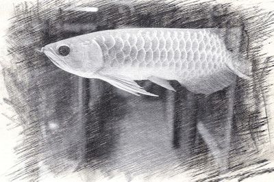 金龍魚的畫法速寫可以通過以下幾個步驟來實現(xiàn)：金龍魚的畫法：金龍魚畫法速寫可以通過以下幾個步驟來實現(xiàn)