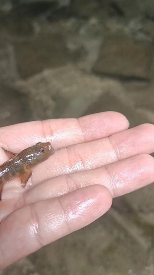 虎紋恐龍魚吃什么長得胖一點