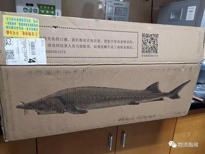 龍魚打包運輸需要準備什么：進行龍魚打包運輸之前需要準備好輔助物品來幫助打包 龍魚打包運輸需要準備什么：進行龍魚打包運輸之前需要準備好輔助物品來幫助打包 龍魚百科 第2張