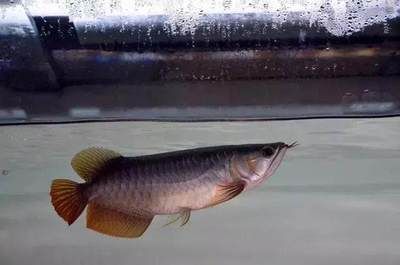 龍魚養殖溫度要求標準是多少度：龍魚養殖溫度要求標準因品種而異，龍魚養殖溫度要求標準是多少度