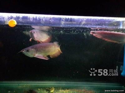家里養金龍魚好還是銀龍魚好（金龍魚、紅龍魚、銀龍魚、青龍魚養哪個更好） 家里養金龍魚好還是銀龍魚好（金龍魚、紅龍魚、銀龍魚、青龍魚養哪個更好） 龍魚百科 第3張