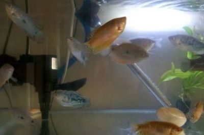 龍魚虎魚水溫多少適宜換水啊：龍魚和虎魚適宜的水溫
