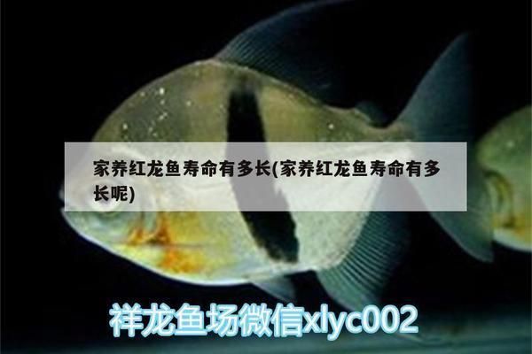 家養(yǎng)紅龍魚壽命有多長(zhǎng)，