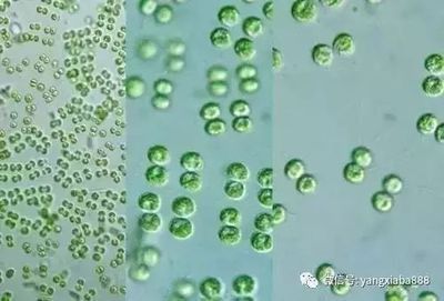 龍魚養殖基地的最新消息視頻：龍魚養殖基地養殖基地可以實現經濟效益和生態效益雙贏