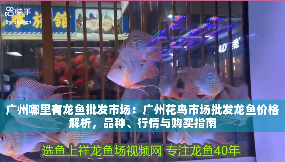 廣州哪里有龍魚批發(fā)市場：廣州花鳥市場批發(fā)龍魚價格解析，品種、行情與購買指南 廣州哪里有龍魚批發(fā)市場：廣州花鳥市場批發(fā)龍魚價格解析，品種、行情與購買指南 龍魚百科 第1張