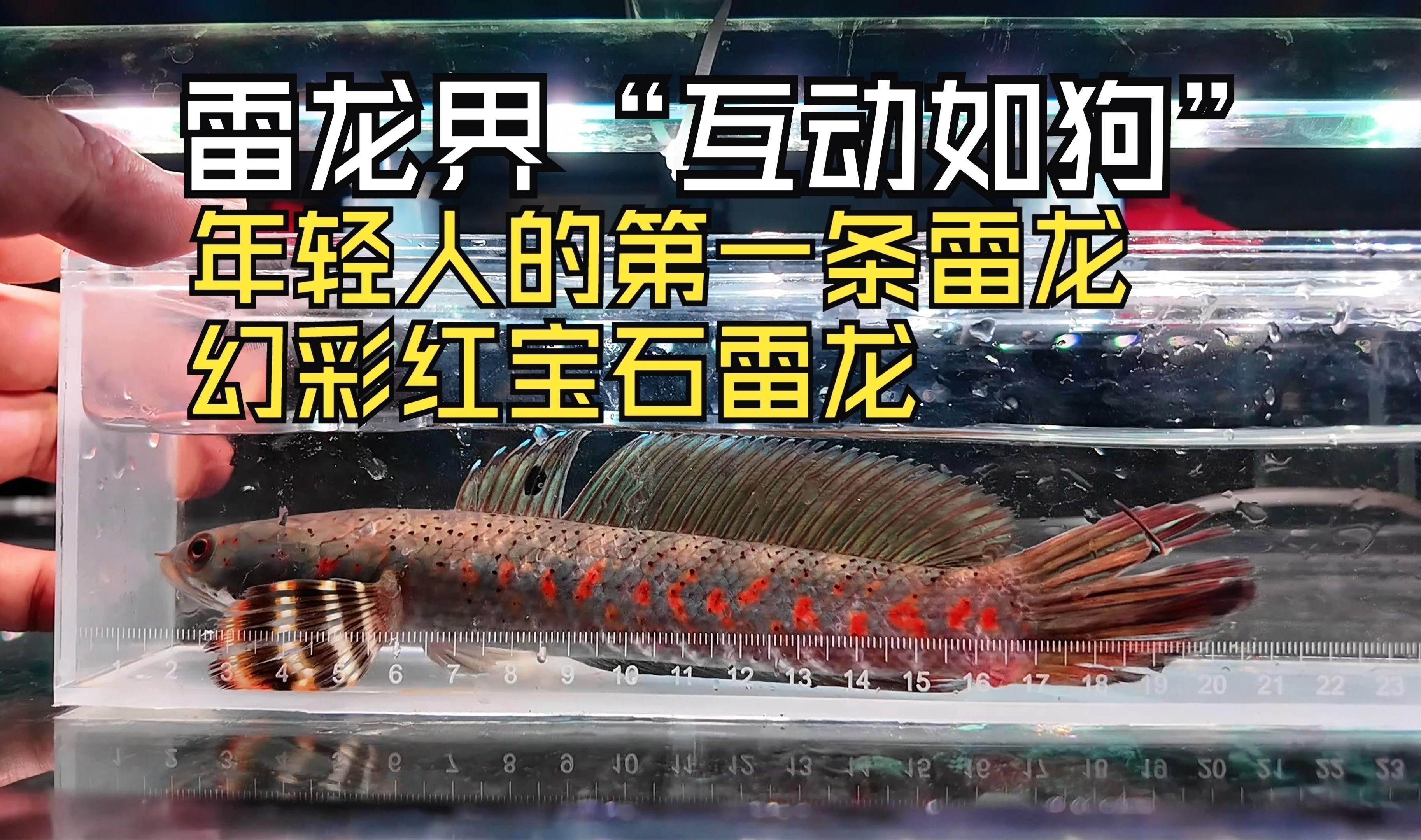 幻彩紅寶石雷龍的價(jià)格是多少？