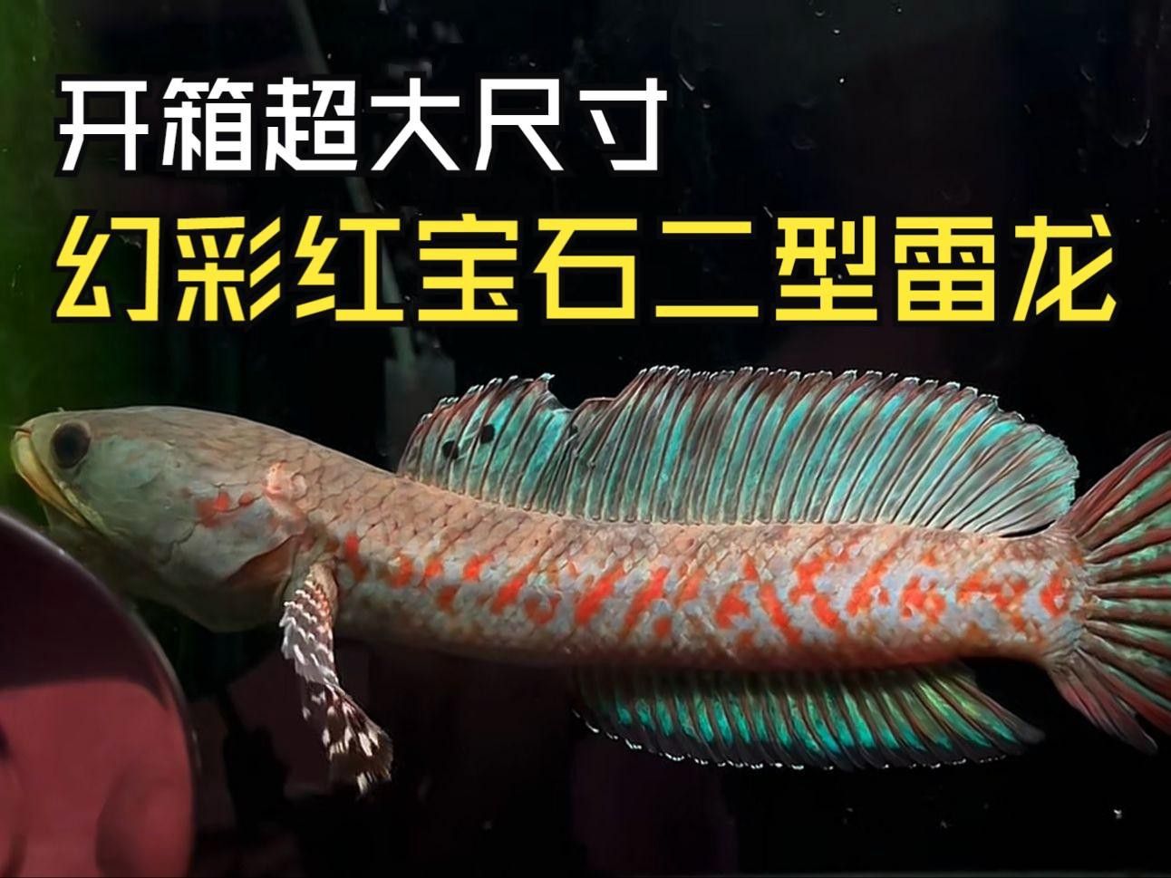 幻彩紅寶石雷龍的價(jià)格是多少？