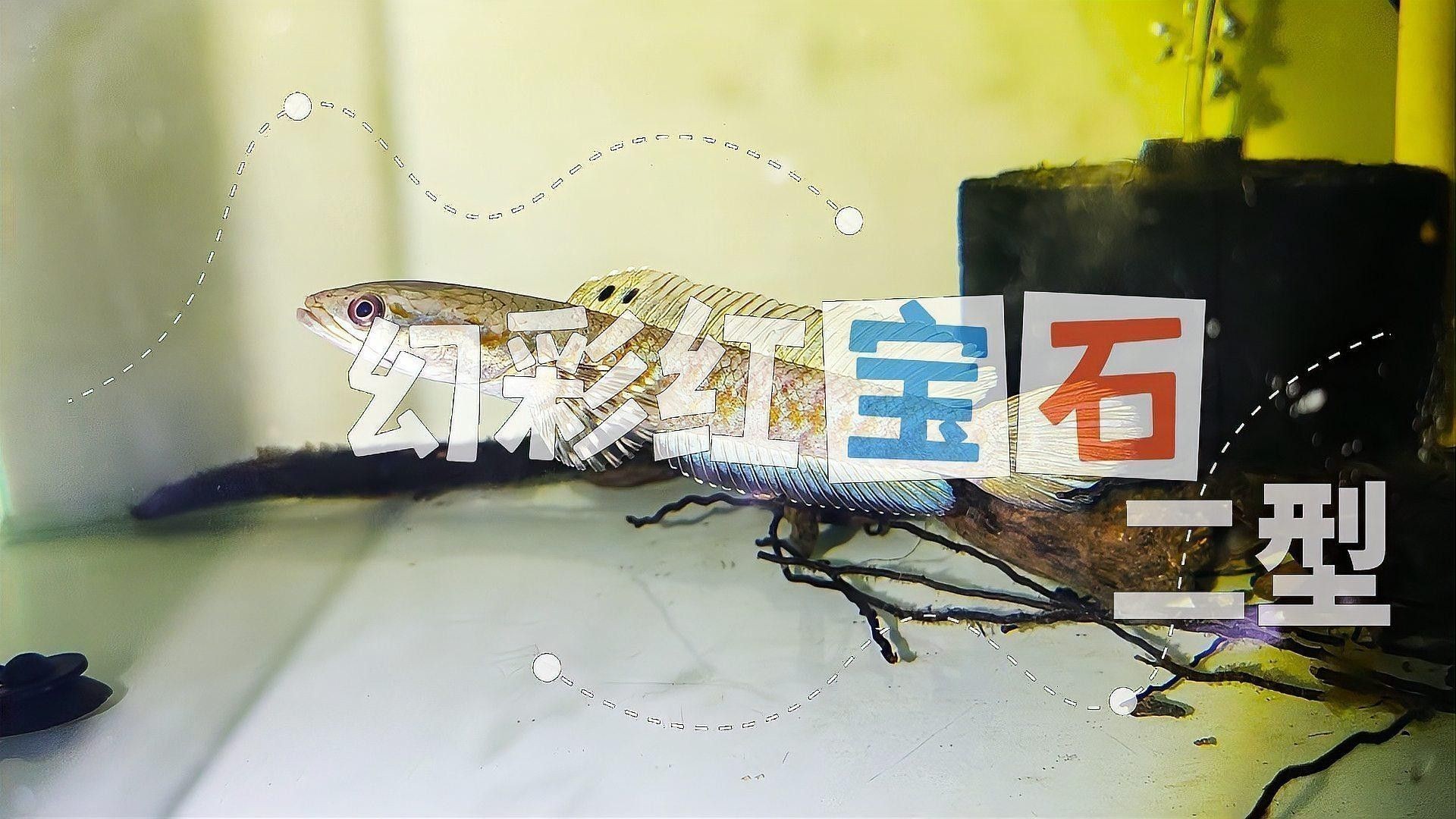 幻彩紅寶石雷龍的價(jià)格是多少？