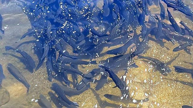銀龍魚水霉病能自愈嗎？