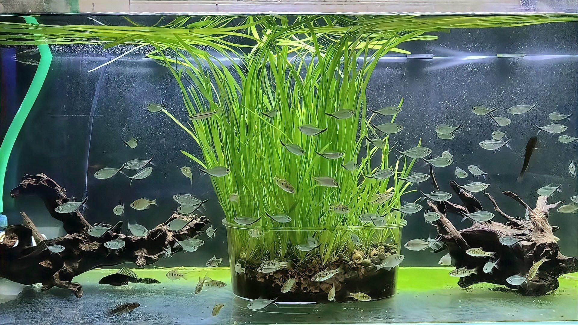 銀龍魚水霉病能自愈嗎？