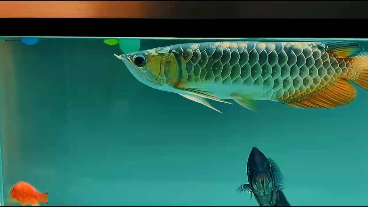 魚(yú)缸用增氧泵價(jià)格是多少:魚(yú)缸增氧機(jī)-xtrac增氧機(jī)-xtrac增氧機(jī) 炮彈頭古典金龍魚(yú)的特點(diǎn):炮彈頭古典金龍魚(yú)的主要特點(diǎn) 龍魚(yú)百科 炮彈頭古典金龍魚(yú)的特點(diǎn):炮彈頭古典金龍魚(yú)的主要特點(diǎn) 炮彈頭古典金龍魚(yú)的特點(diǎn):炮彈頭古典金龍魚(yú)的主要特點(diǎn) 龍魚(yú)百科