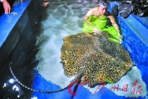 馬爾代夫的鰩魚會攻擊人嗎