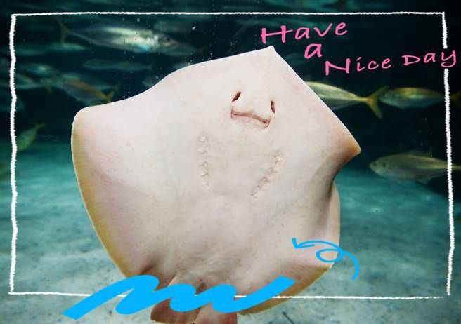 馬爾代夫的鰩魚會攻擊人嗎