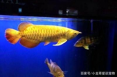 金龍魚開始發色：金龍魚發色的幾個階段