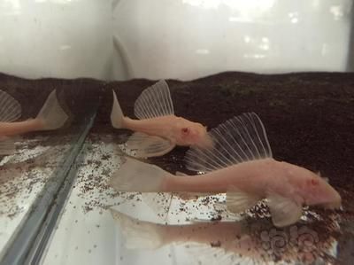 女王大帆魚繁殖期飲食管理：大帆魚繁殖期飲食管理