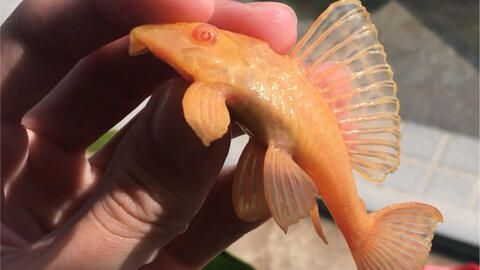 女王大帆魚繁殖期飲食管理：大帆魚繁殖期飲食管理