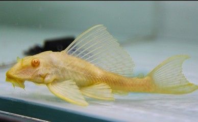 女王大帆魚繁殖期飲食管理：大帆魚繁殖期飲食管理