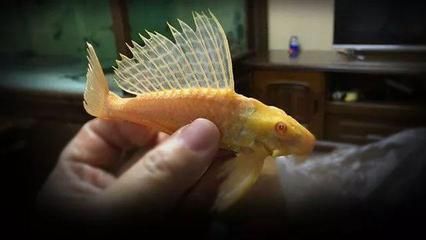 女王大帆魚繁殖期飲食管理：大帆魚繁殖期飲食管理