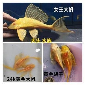女王大帆魚繁殖期飲食管理：大帆魚繁殖期飲食管理
