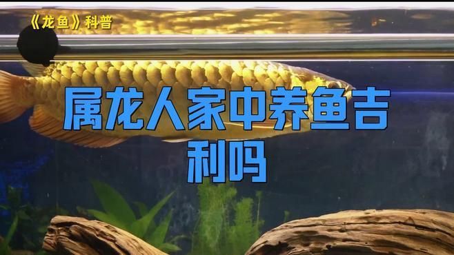 養龍魚不吉利的原因 養龍魚不吉利的原因 龍魚百科 第3張