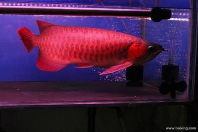 龍魚最大可以長多大：龍魚的最大體型取決于其品種