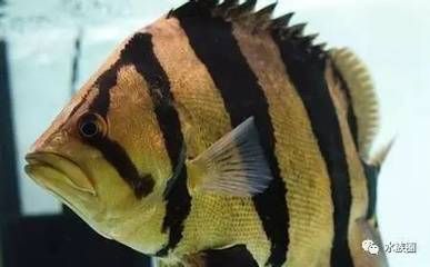 龍魚怎么分辨（如何分辨不同品種的龍魚） 龍魚怎么分辨（如何分辨不同品種的龍魚） 龍魚百科 第4張