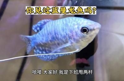 龍魚吃清潔工怎么回事（龍魚與清潔工魚共存策略，）