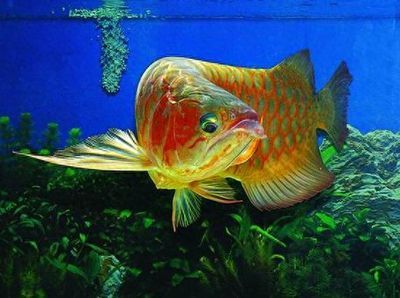 龍魚鱗片有劃痕：如何判斷龍魚鱗片劃痕的嚴(yán)重程度