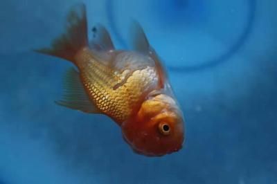 龍魚鱗片有劃痕：如何判斷龍魚鱗片劃痕的嚴(yán)重程度