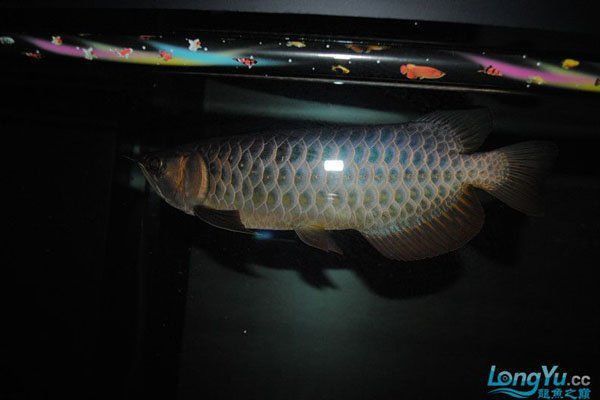 金龍魚藍底和紫底區別