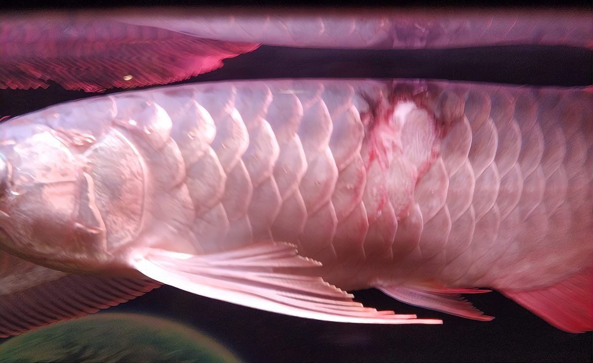 金龍魚藍底和紫底區別