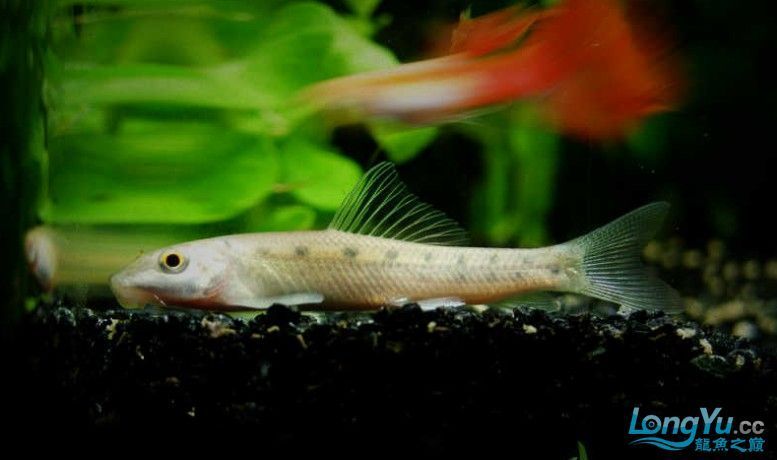 三間鼠魚會被龍魚吃掉嗎（三間鼠魚可以與龍魚混養嗎？） 三間鼠魚會被龍魚吃掉嗎（三間鼠魚可以與龍魚混養嗎？） 龍魚百科 第2張