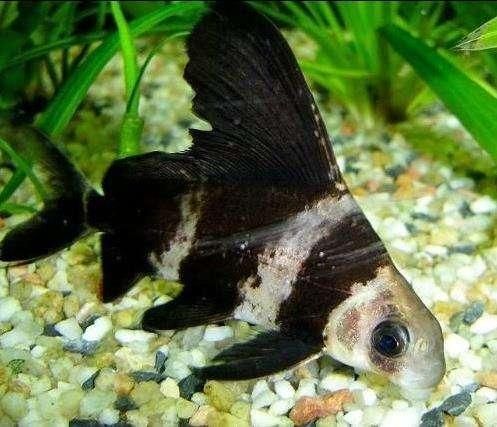 三間鼠魚會被龍魚吃掉嗎（三間鼠魚可以與龍魚混養嗎？） 三間鼠魚會被龍魚吃掉嗎（三間鼠魚可以與龍魚混養嗎？） 龍魚百科 第1張