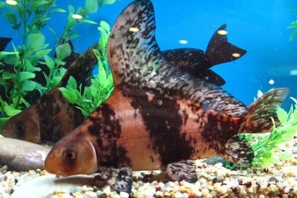 三間鼠魚會被龍魚吃掉嗎（三間鼠魚可以與龍魚混養嗎？） 三間鼠魚會被龍魚吃掉嗎（三間鼠魚可以與龍魚混養嗎？） 龍魚百科 第4張