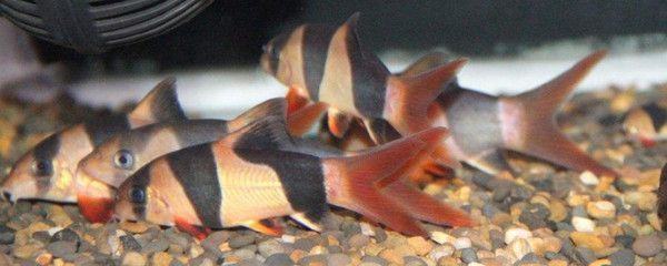 三間鼠魚會被龍魚吃掉嗎（三間鼠魚可以與龍魚混養嗎？） 三間鼠魚會被龍魚吃掉嗎（三間鼠魚可以與龍魚混養嗎？） 龍魚百科 第5張