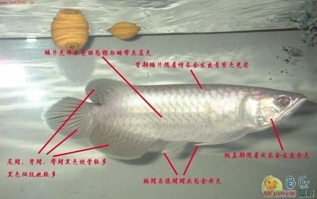 觀賞魚種類龍魚，飼養龍魚需要注意以下五種方面，龍魚飼養技巧有哪些