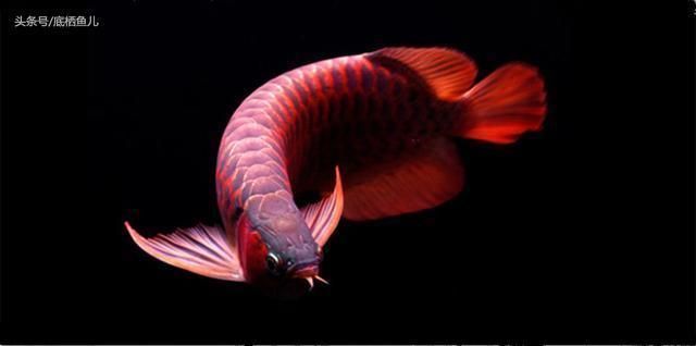 觀賞魚種類龍魚，飼養龍魚需要注意以下五種方面，龍魚飼養技巧有哪些