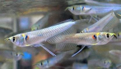 龍魚(yú)掉眼的原因和預(yù)防龍魚(yú)掉眼的原因是龍魚(yú)掉眼的原因：龍魚(yú)為什么會(huì)掉眼