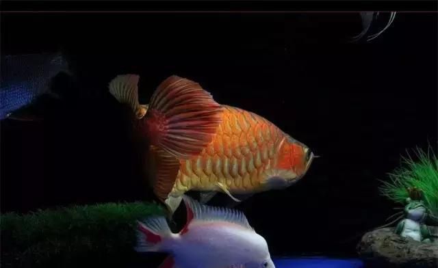 龍魚年齡對照表