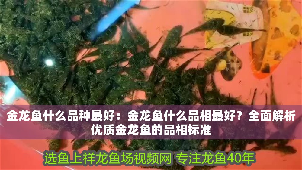 金龍魚什么品種最好：金龍魚什么品相最好？全面解析優質金龍魚的品相標準
