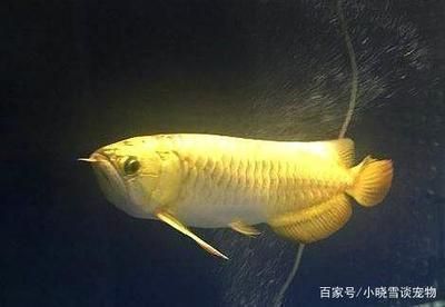龍魚偶爾趴缸是什么原因：龍魚偶爾趴缸可能是由多種原因引起的，可能是多種原因引起的