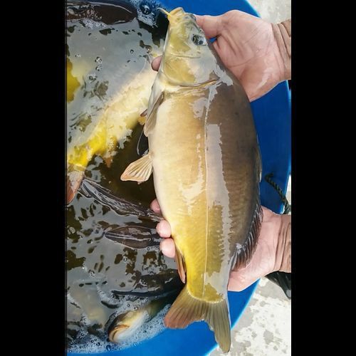 裸鯉魚圖片