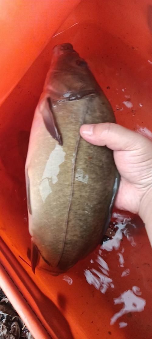 裸鯉魚圖片