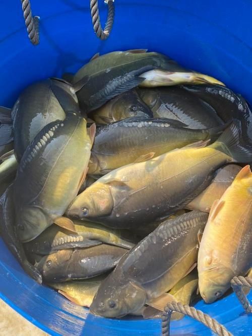 裸鯉魚(yú)圖片