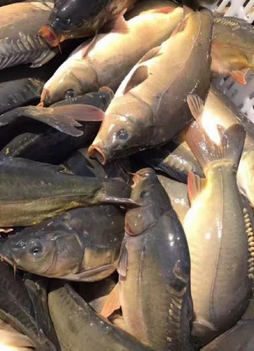 裸鯉魚(yú)圖片