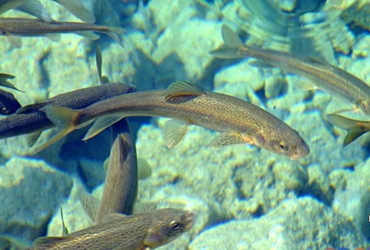 裸鯉魚(yú)圖片