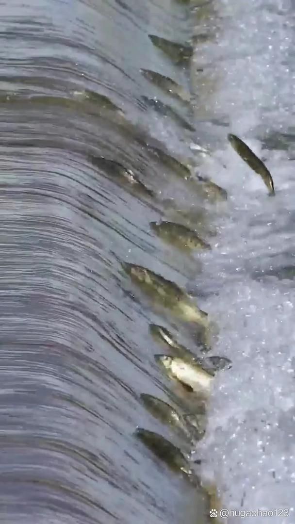 裸鯉魚(yú)圖片