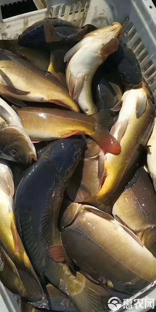 裸鯉魚(yú)圖片