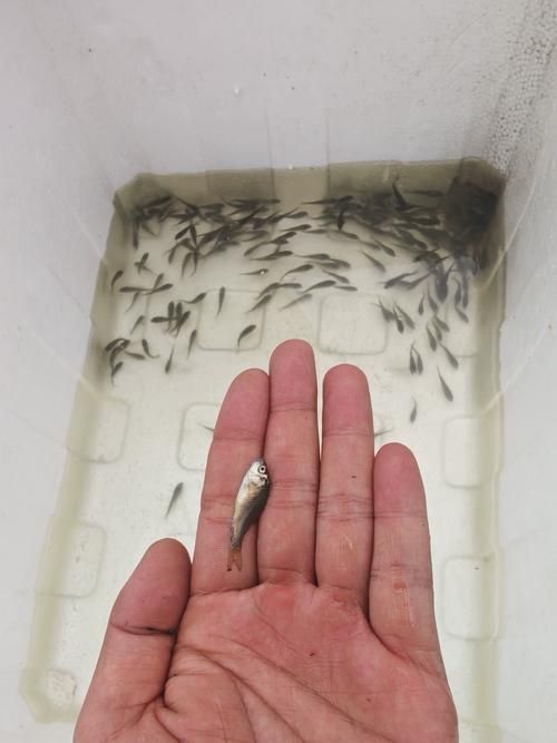 裸鯉魚(yú)圖片